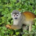 monkey_squirrel_common_la_h_0663_ecu2615.jpg